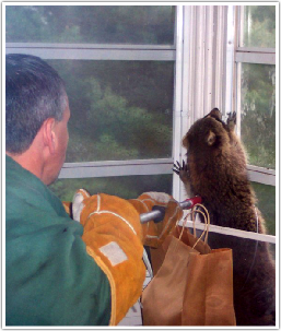 Suburban Wildlife Control, LLC - Owner Bob Noviello dealing with raccoon
