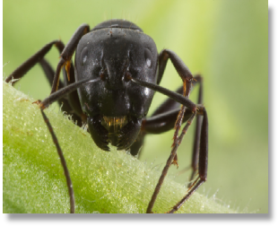 NH Suburban Wildlife Control to work closely for all of your pest insect issues, including carpenter ant control