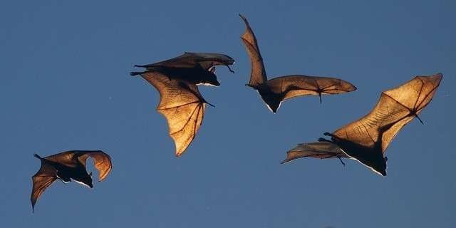 bats Bat Removal NH Wildlife Control