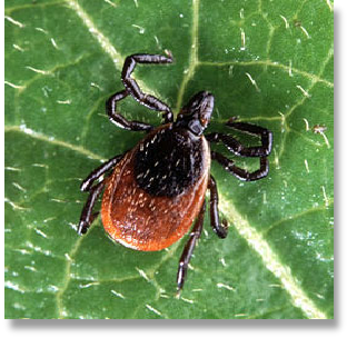 NH White-footed mice are a common carriers of deer ticks which transmit lyme disease.