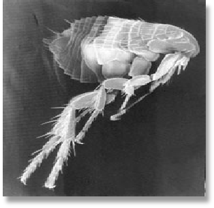 Fleas can be carriers of bubonic plague.