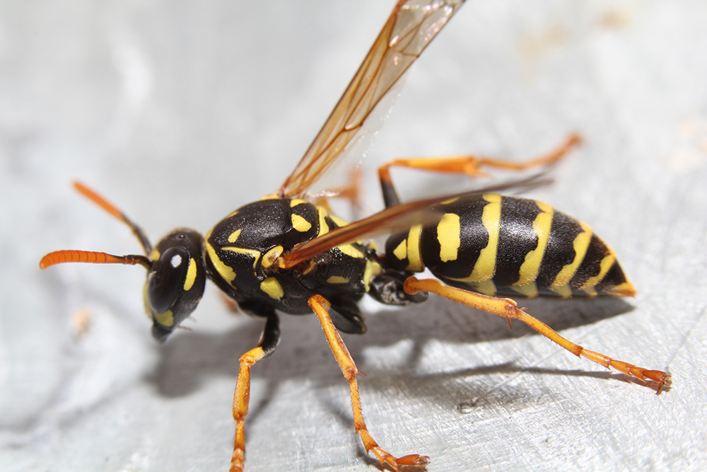 NH MA Stinging Insect Information - Suburban Wildlife Control